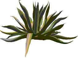 agave salminae