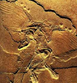 Archeaopteryx fossiel