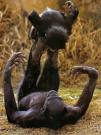 bonobo's