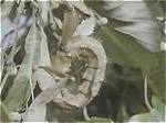 Insect lijkt op een blad.