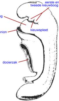Het gehoororgaan is ontwikkeld uit kieuwen