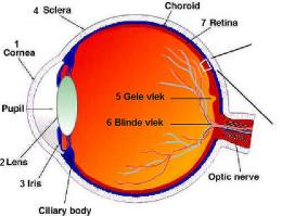 blinde vlek in het oog