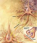 Neuraal netwerk, organisme bestudeerd binnen de cognitieve neurologie.