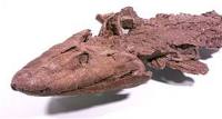 Tiktaalik
